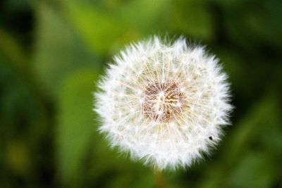 white fluffy dandelion