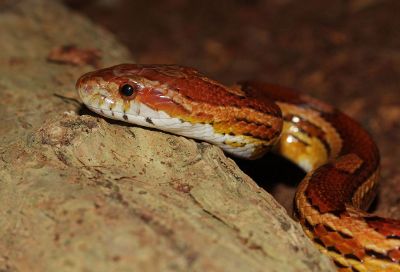 striped snake