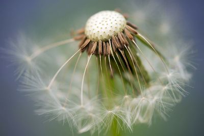 dandelion clock almost gone