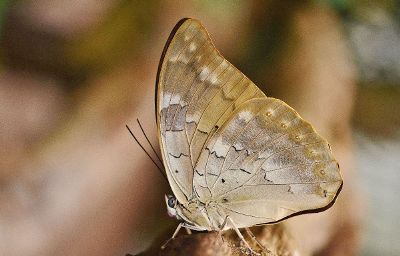 moth on branch