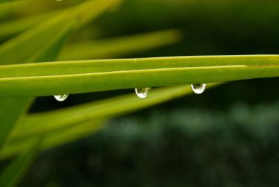 dew drops on a stem