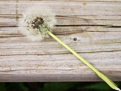 a dandelion flower gone to seed