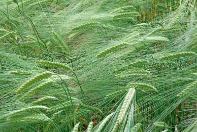 green wheat field up close