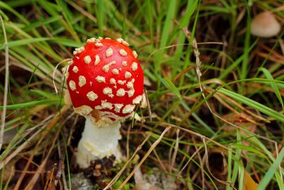 mushroom growing in grass