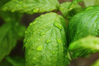 dew on green leaves