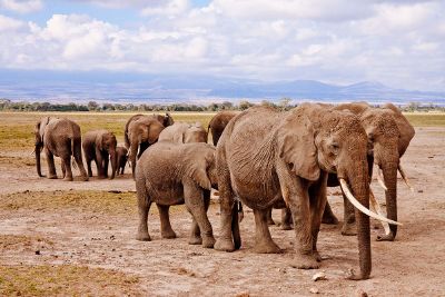 herd of elephants walking together