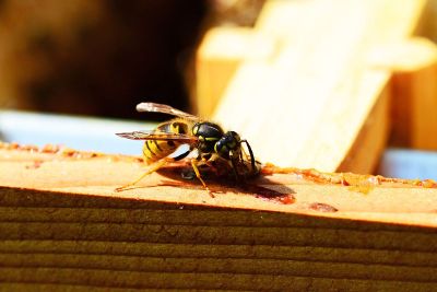 bee on wood plank