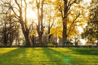 trees in autumn