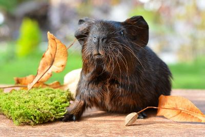 rodent in a field