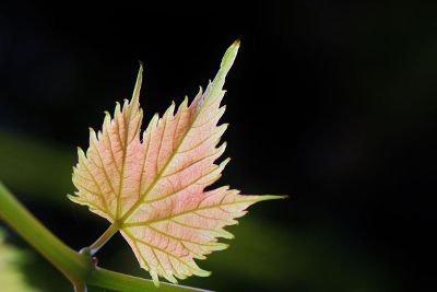leaf on a stem