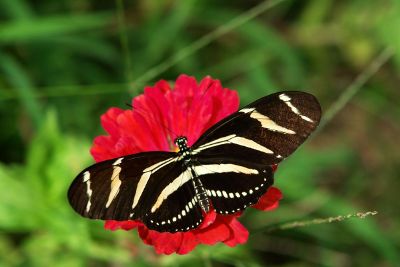 striped butterfly