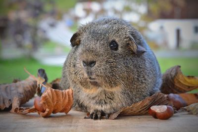 rodent on leaves