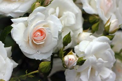 white roses with pink centers