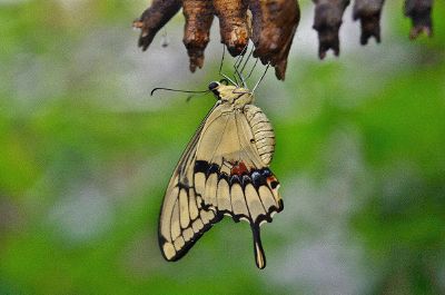 butterfly on the roots