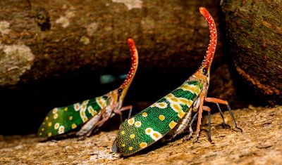 unusual insects called lanternflies