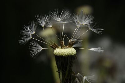 milkweed closeup