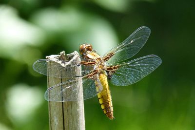 dragonfly on stick