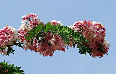 tree branch with leaves and flowers