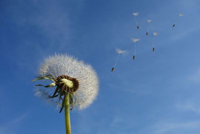 dandelion being blown away by wind