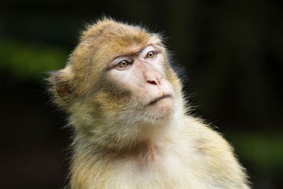 quizzical looking monkey