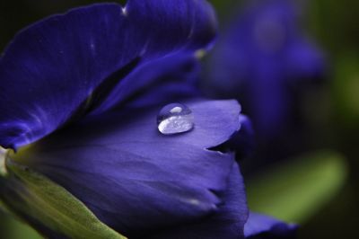 dewdrop on purple flower
