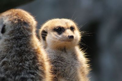 meerkat in the sun