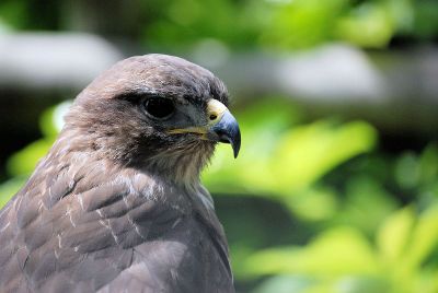 eagle with yellow beak