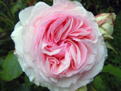 large pink white rose