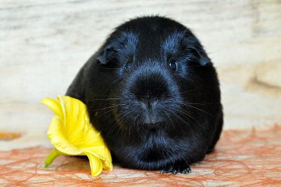 guinea pig with flower