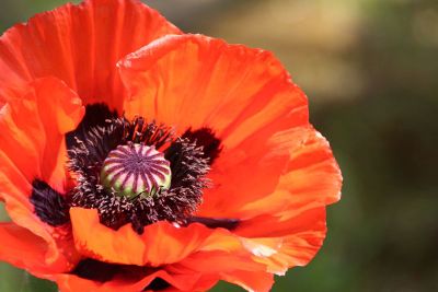 close up of a poppy