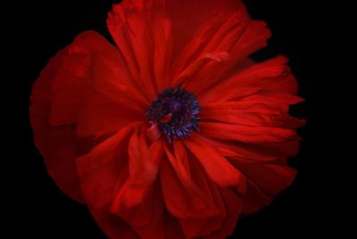 beautiful red flower