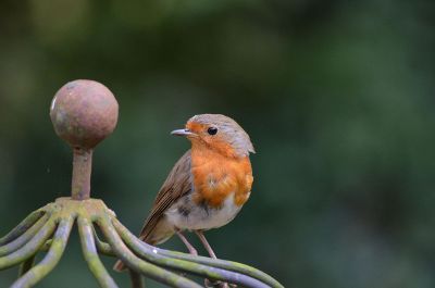 bird on a metal fence