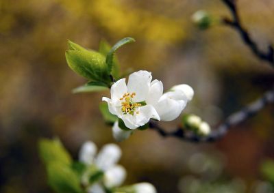 single white blossom