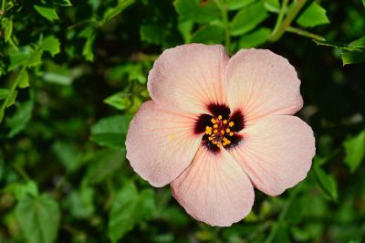 hibiscus flower