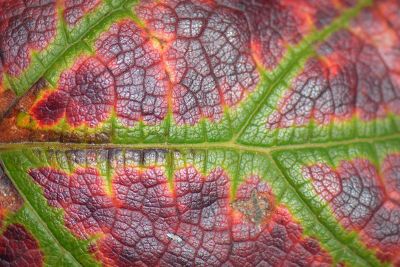 veins on a leaf