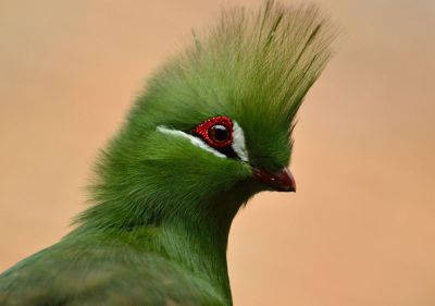 green bird with plumage