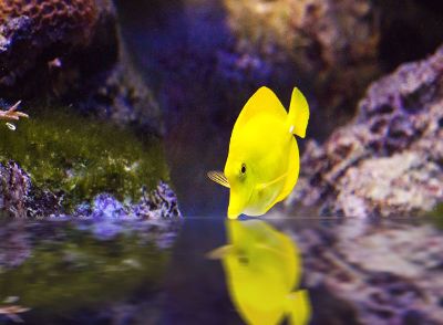 yellow marine fish
