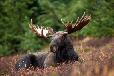 moose laying in a field