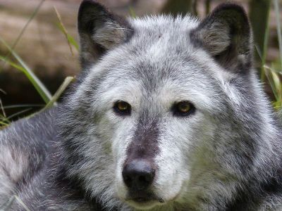 wolf laying in nature