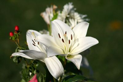 white day lillies