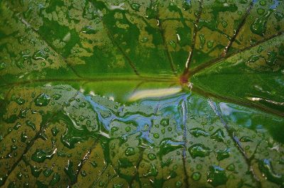 water on a leaf