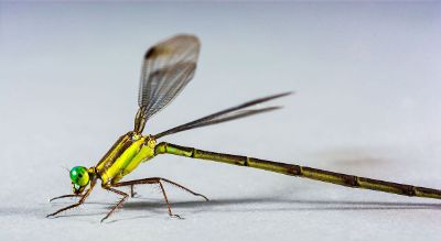dragonfly portrait