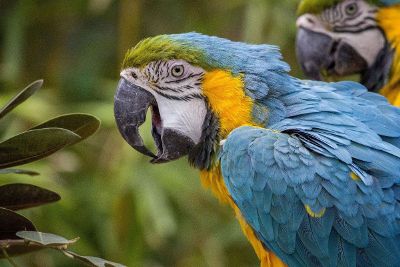 blue and yellow macaw