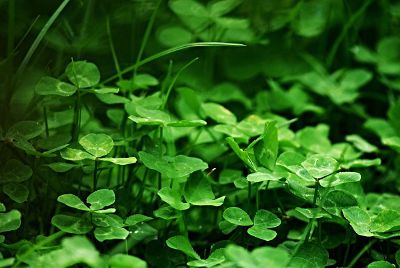 green clovers