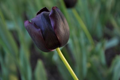 dark purple tulip
