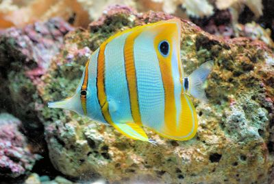striped fish underwater