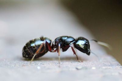 big ant