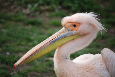 pink pelican