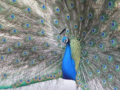 peacock with tail feathers spread