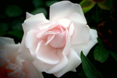 light pink rose bloom